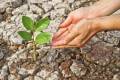 hands watering a tree on cracked earth / love nature